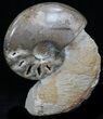Polished Ammonite With Stone Base - Morocco #35315-2